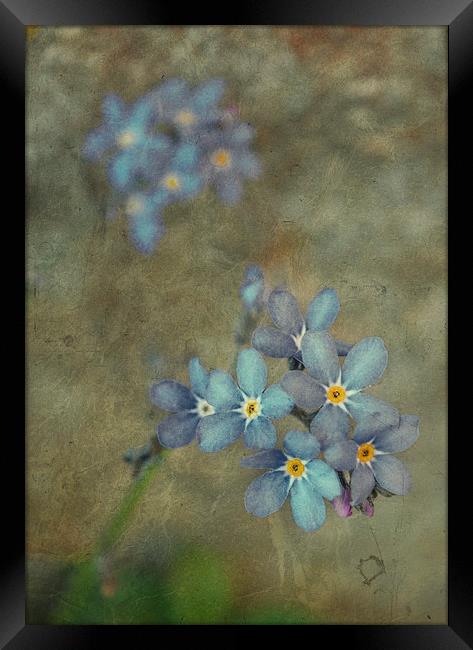  Forget Me Not Framed Print by Iona Newton