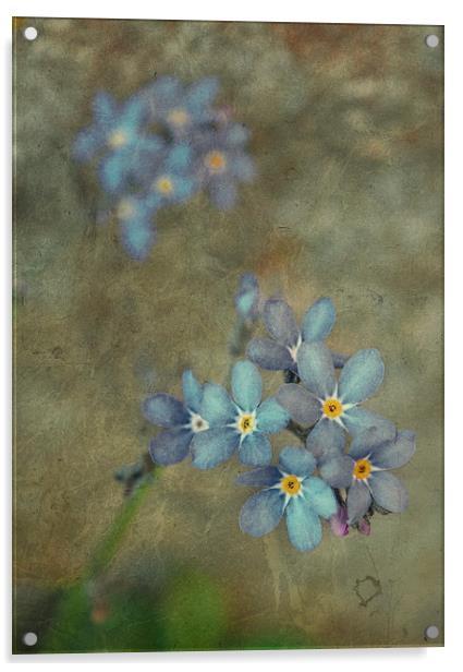  Forget Me Not Acrylic by Iona Newton