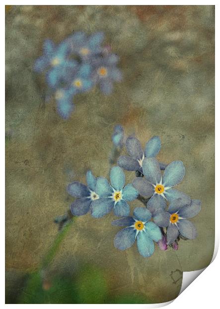  Forget Me Not Print by Iona Newton