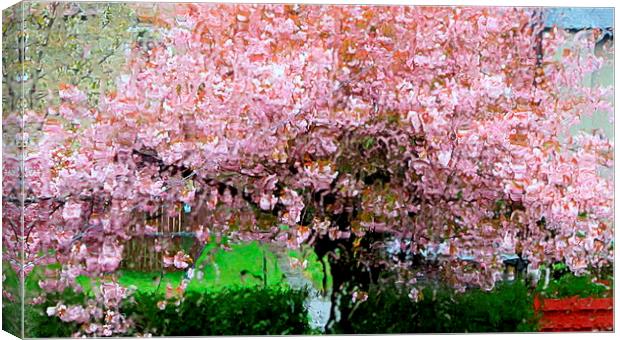  cherry blossom tree in storm Canvas Print by dale rys (LP)