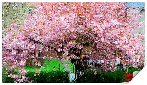  cherry blossom tree in storm Print by dale rys (LP)