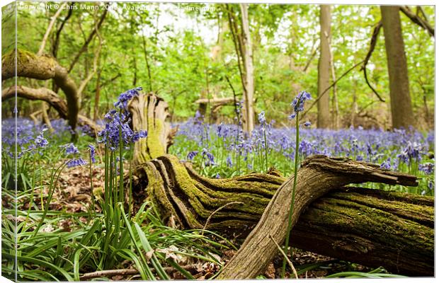  English Bluebells Canvas Print by Chris Mann