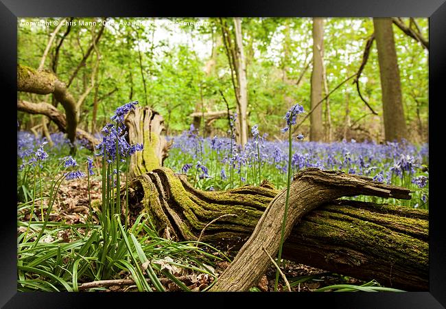  English Bluebells Framed Print by Chris Mann