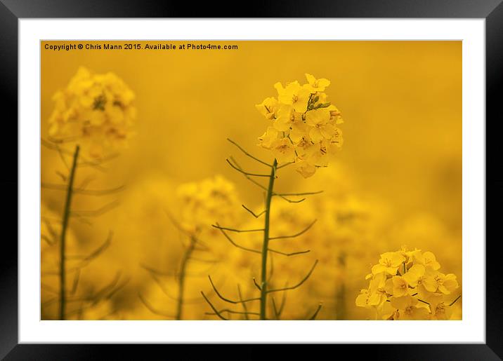  Spring Rapeseed Field Framed Mounted Print by Chris Mann