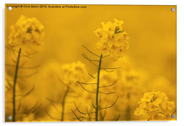  Spring Rapeseed Field Acrylic by Chris Mann