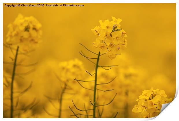  Spring Rapeseed Field Print by Chris Mann