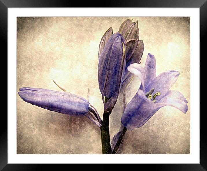  old bluebells Framed Mounted Print by dale rys (LP)