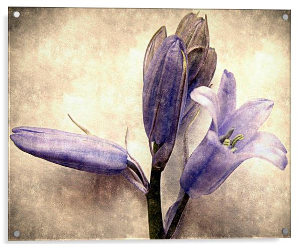  old bluebells Acrylic by dale rys (LP)