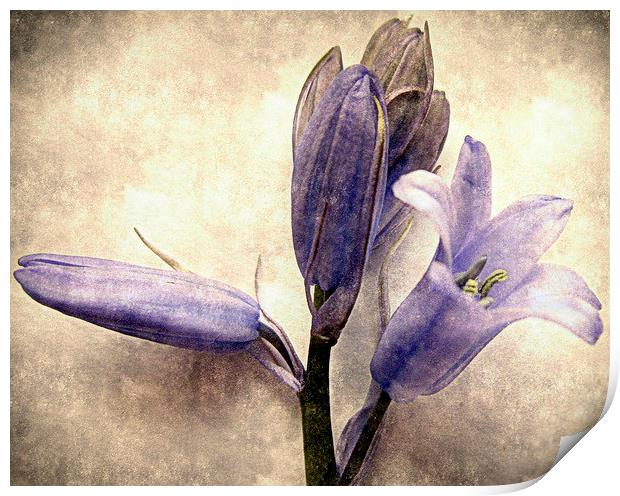  old bluebells Print by dale rys (LP)