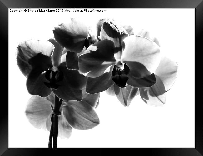  Orchid in black Framed Print by Sharon Lisa Clarke