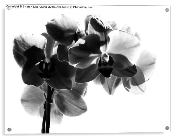  Orchid in black Acrylic by Sharon Lisa Clarke
