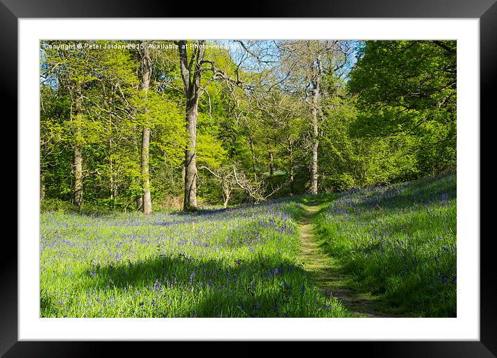  Bluebell Woods Spring Framed Mounted Print by Peter Jordan