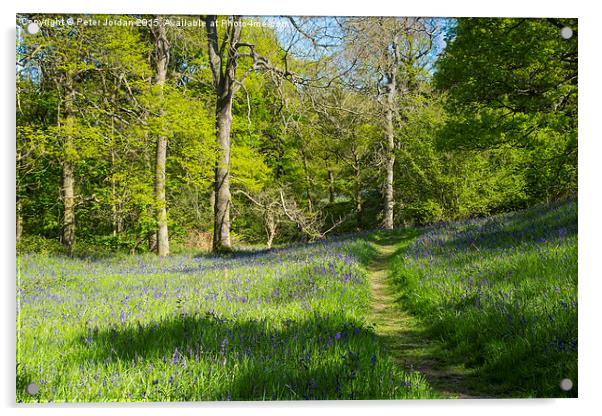  Bluebell Woods Spring Acrylic by Peter Jordan