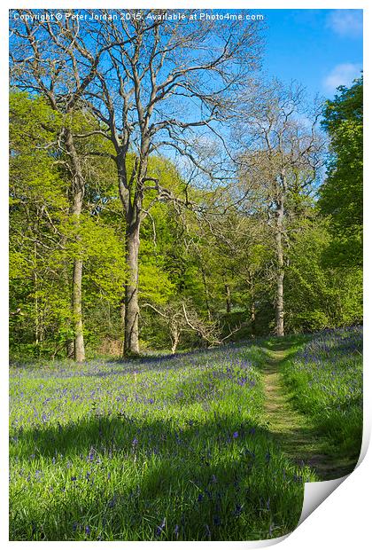  Bluebell Woods Spring 2 Print by Peter Jordan