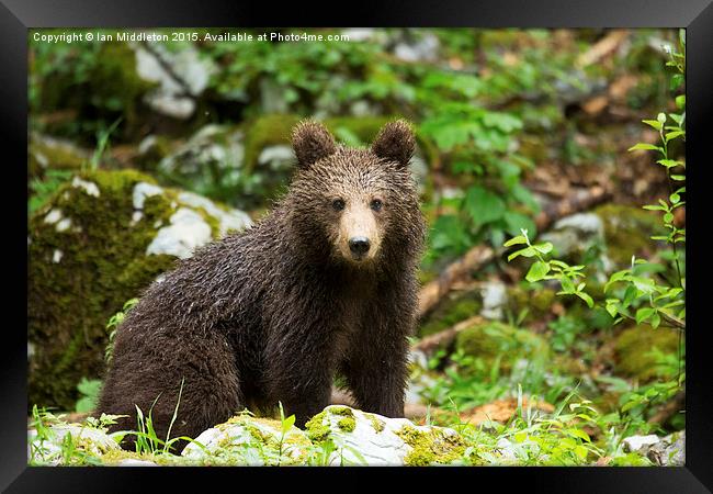 One year old Brown Bear in Slovenia Framed Print by Ian Middleton