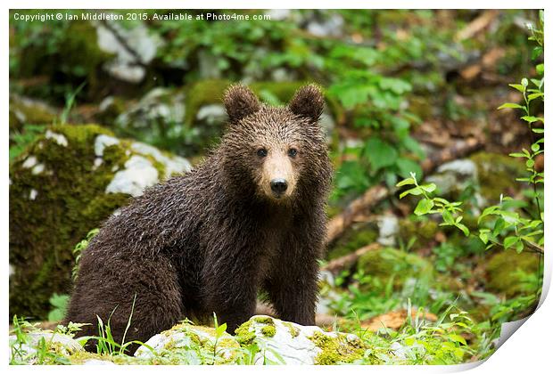 One year old Brown Bear in Slovenia Print by Ian Middleton
