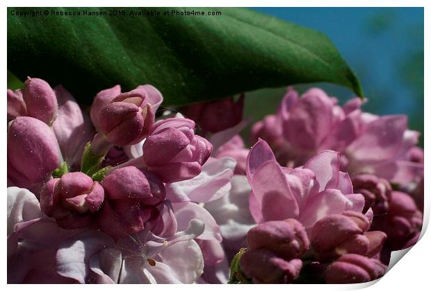  Double Lilac Buds Print by Rebecca Hansen