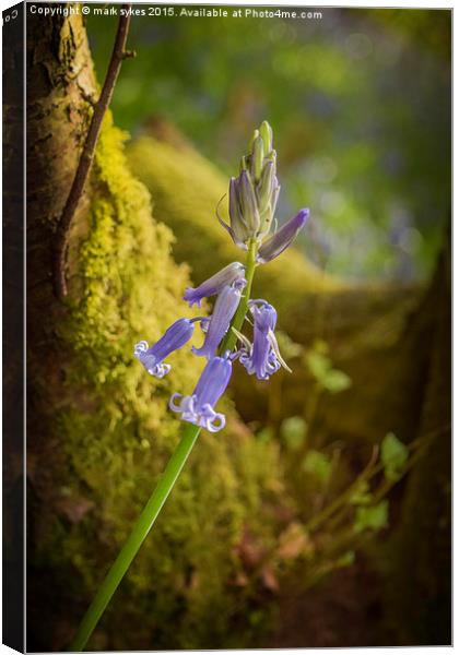 A lonely Bluebell Canvas Print by mark sykes