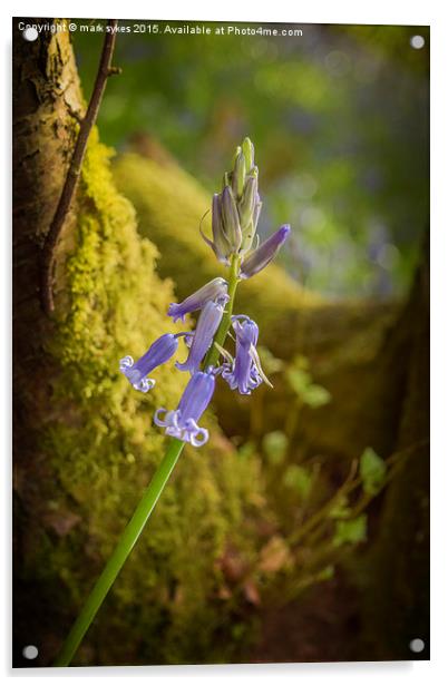 A lonely Bluebell Acrylic by mark sykes