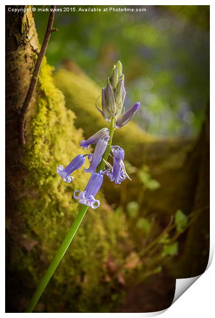 A lonely Bluebell Print by mark sykes