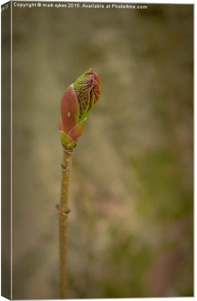 Spring Time Bud Canvas Print by mark sykes