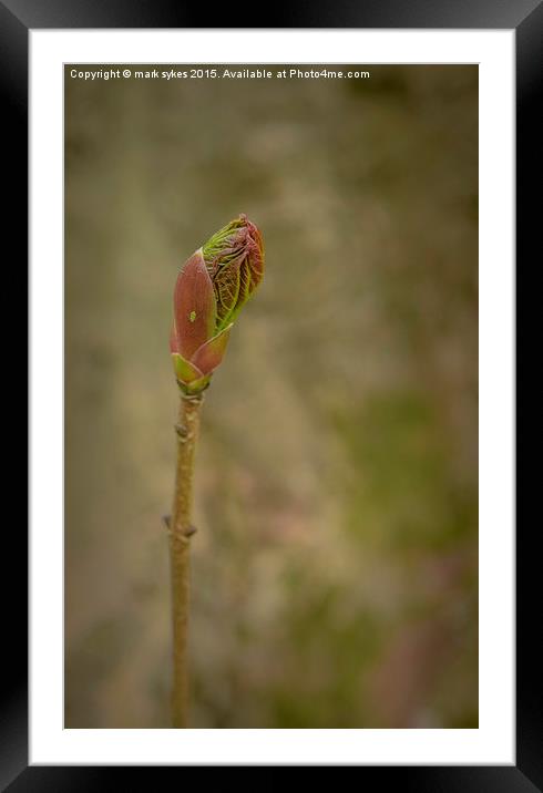Spring Time Bud Framed Mounted Print by mark sykes