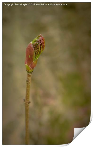 Spring Time Bud Print by mark sykes