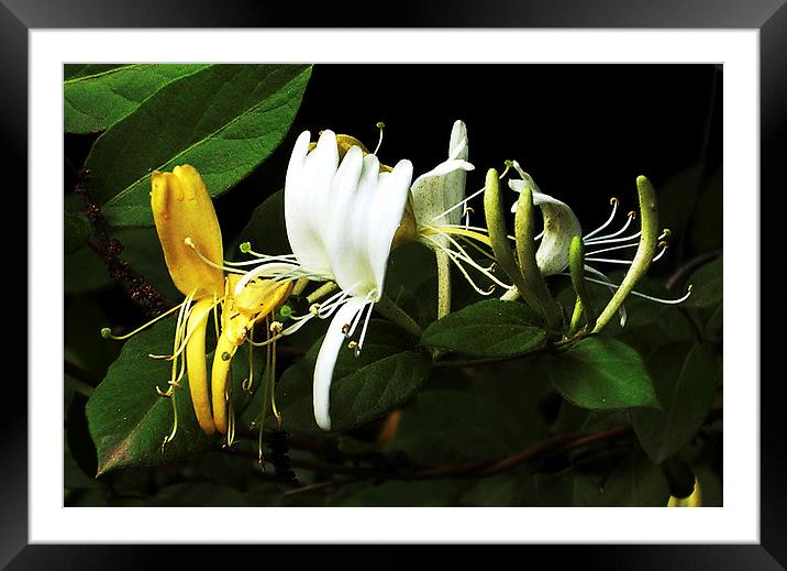 Honeysuckle Blossoms  Framed Mounted Print by james balzano, jr.