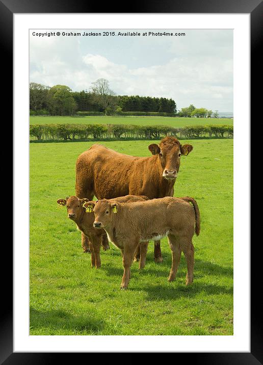  Limousin Cow and calves Framed Mounted Print by Graham Jackson