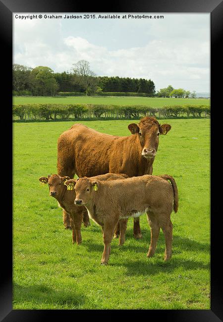  Limousin Cow and calves Framed Print by Graham Jackson
