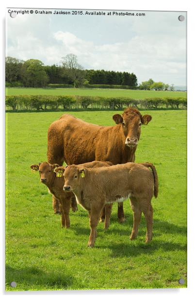  Limousin Cow and calves Acrylic by Graham Jackson