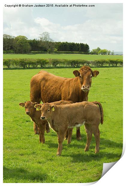 Limousin Cow and calves Print by Graham Jackson