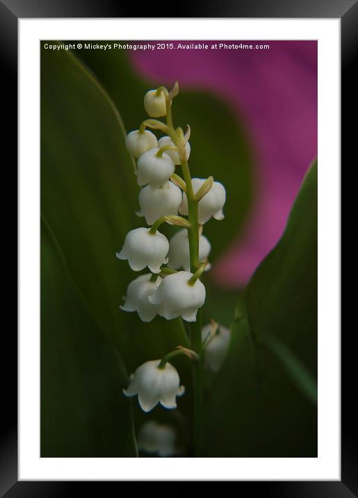 Lily Of The Valley Framed Mounted Print by rawshutterbug 