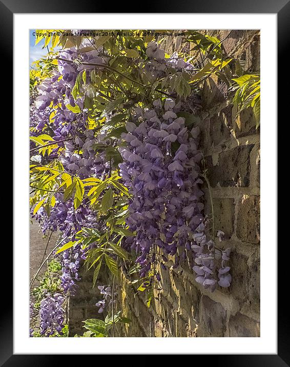  Wisteria Framed Mounted Print by Sara Messenger