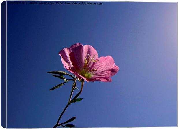 A beautiful  flower in the sky, Canvas Print by Ali asghar Mazinanian