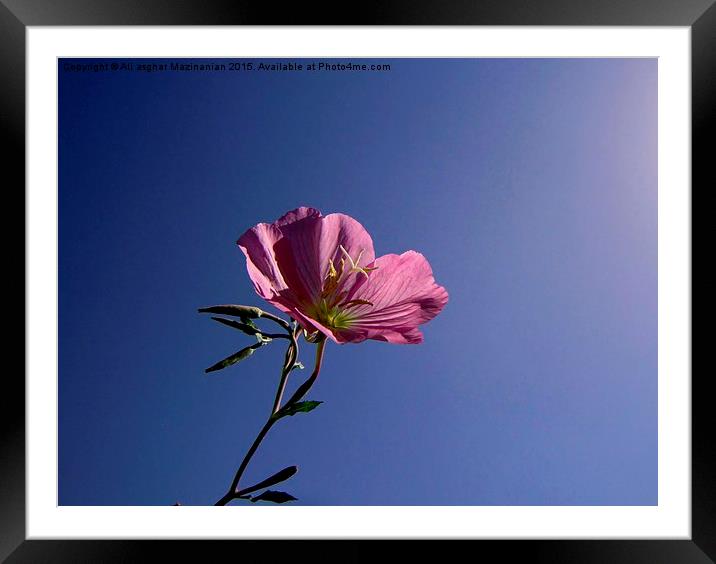 A beautiful  flower in the sky, Framed Mounted Print by Ali asghar Mazinanian