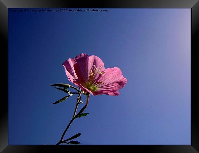 A beautiful  flower in the sky, Framed Print by Ali asghar Mazinanian