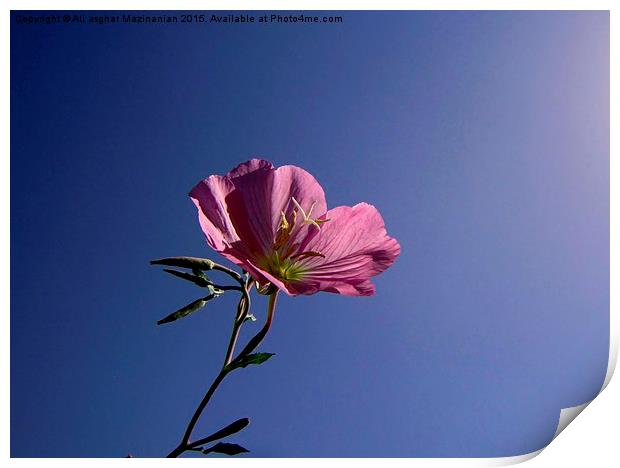 A beautiful  flower in the sky, Print by Ali asghar Mazinanian