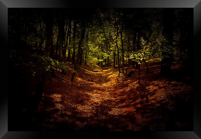  The woods are Dark Framed Print by Dean Messenger