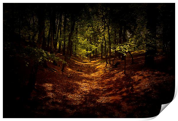  The woods are Dark Print by Dean Messenger