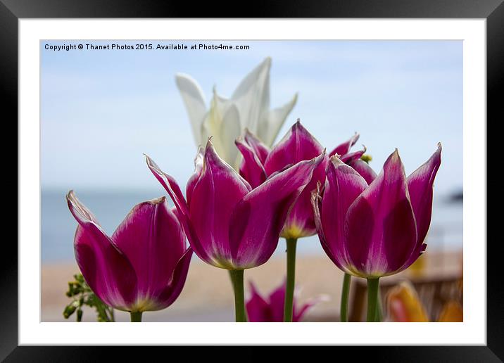  Tulips      Framed Mounted Print by Thanet Photos
