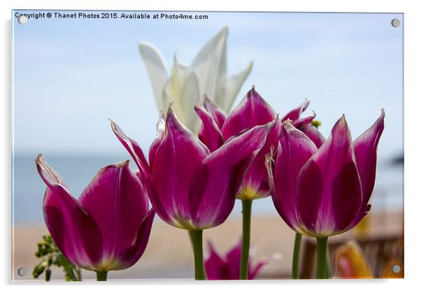  Tulips      Acrylic by Thanet Photos