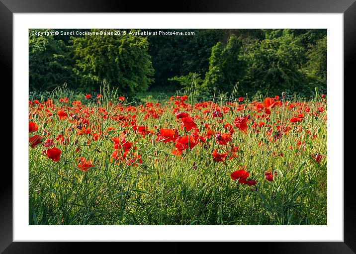  Simply Poppies Framed Mounted Print by Sandi-Cockayne ADPS