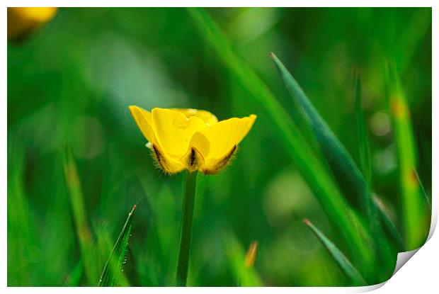  buttercup  Print by amy copp