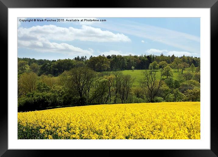Cotswolds Rapeseed Field and woodland Framed Mounted Print by Mark Purches