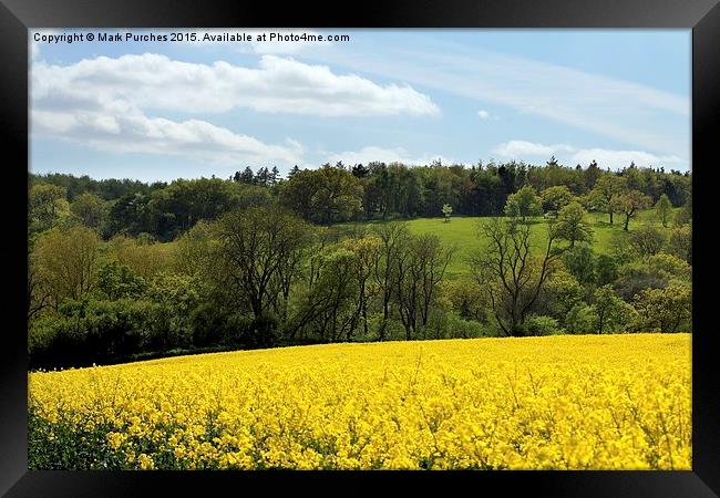 Cotswolds Rapeseed Field and woodland Framed Print by Mark Purches
