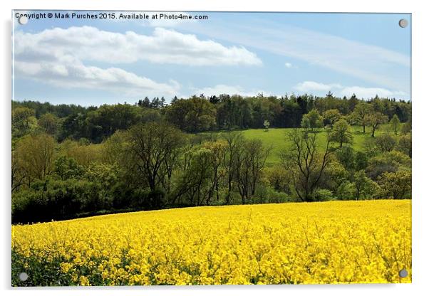 Cotswolds Rapeseed Field and woodland Acrylic by Mark Purches