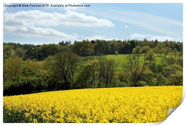 Cotswolds Rapeseed Field and woodland Print by Mark Purches