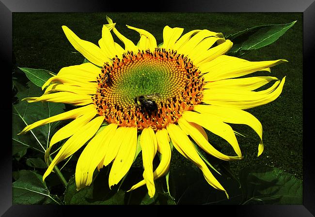 Flies on Sunflower  Framed Print by james balzano, jr.