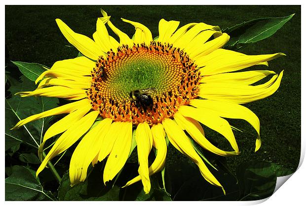 Flies on Sunflower  Print by james balzano, jr.